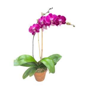 Purple Orchid Plant