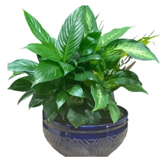 A plant in a blue pot