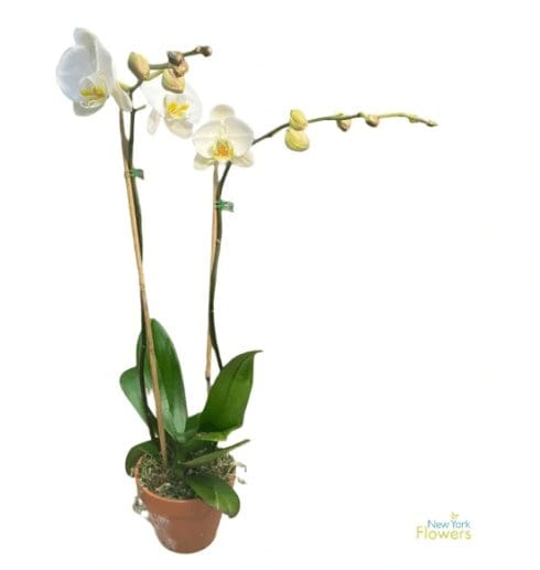 A white orchid in a brown pot