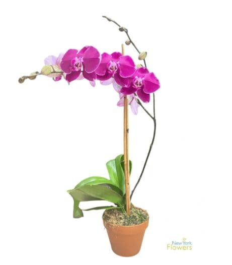 A purple orchid in a brown pot