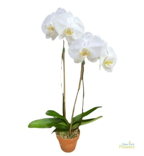 A white orchid in a brown pot