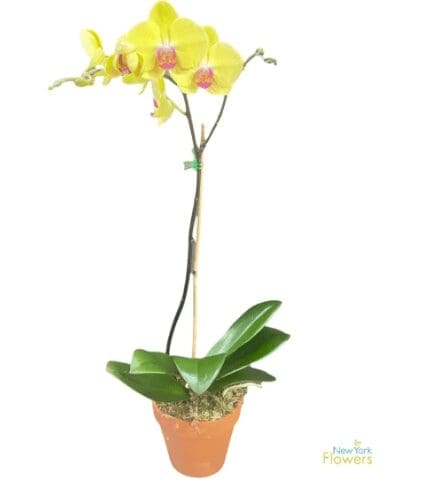 A yellow orchid in a brown pot