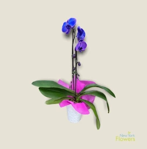 Blue and purple orchids