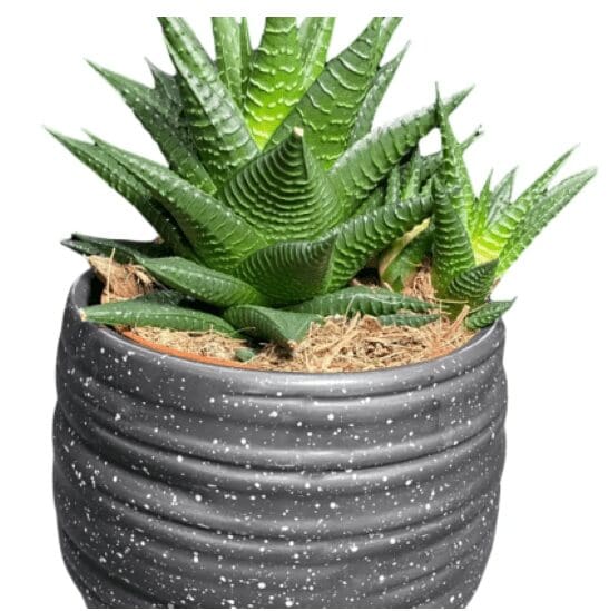 A plant in a gray pot