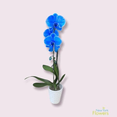 A blue orchid in a white pot