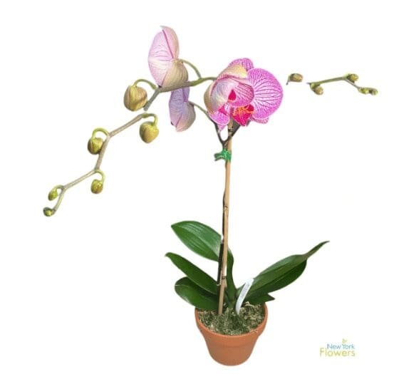 A pink orchid in a brown pot