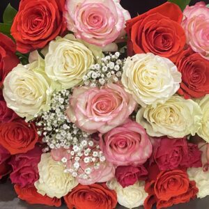 Red, pink, and white roses