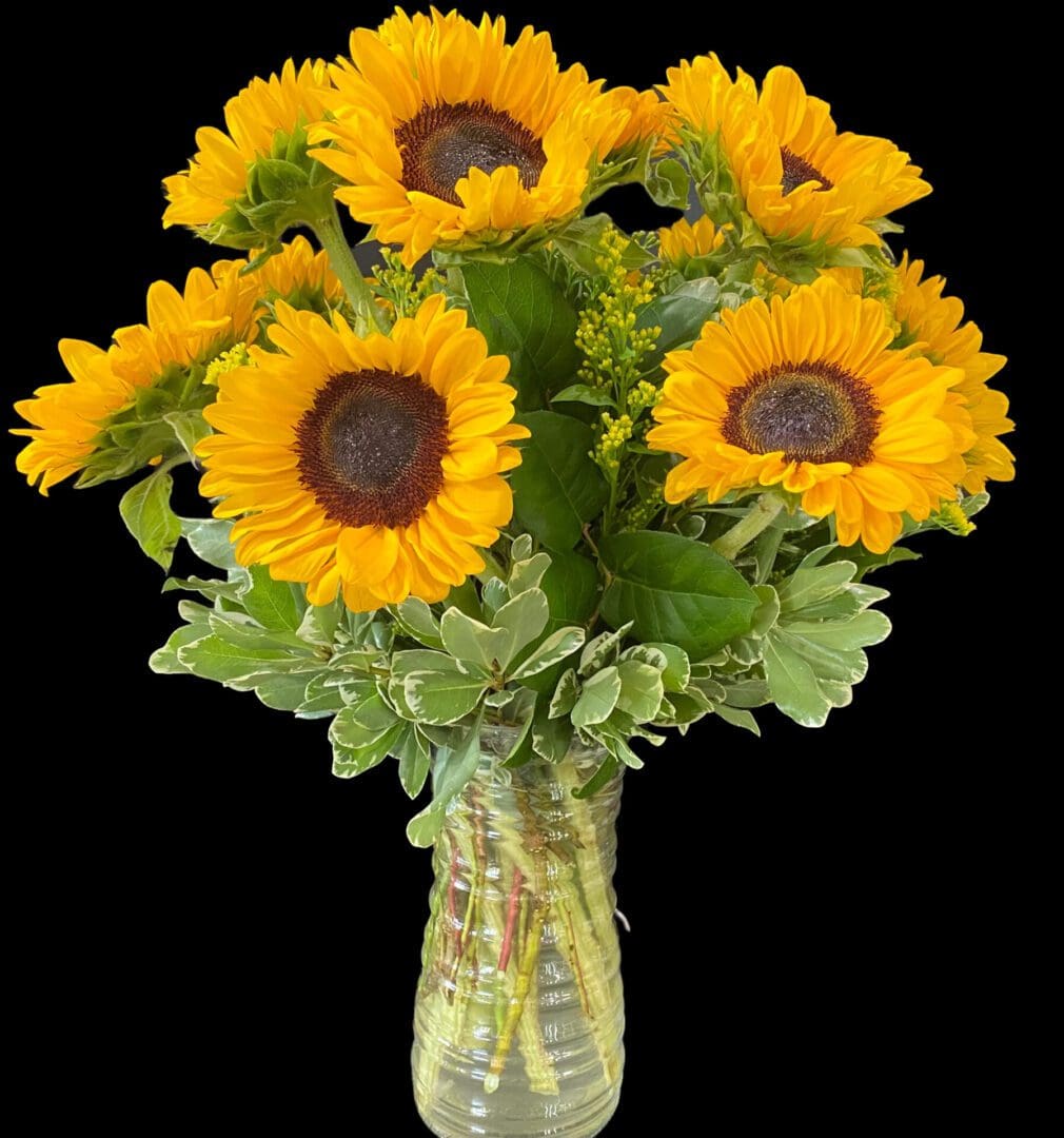 Premium Long Sunflowers in Cylinder