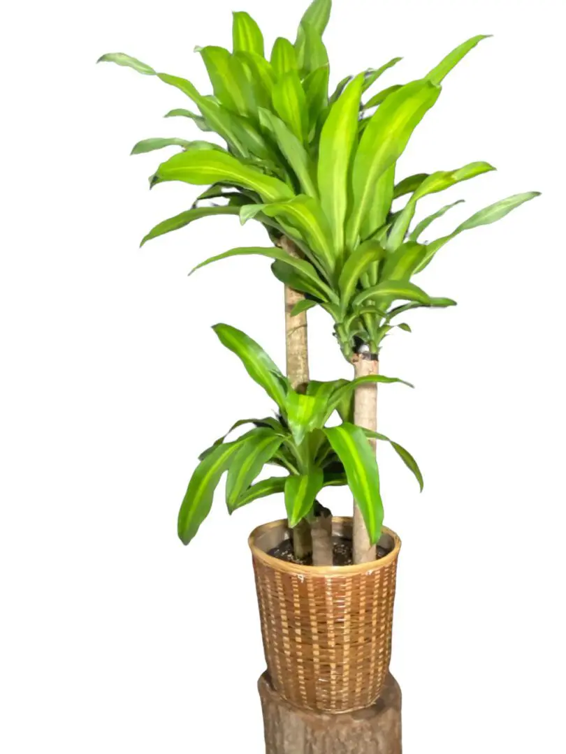 Picture of Beautiful Cat Palm Plant