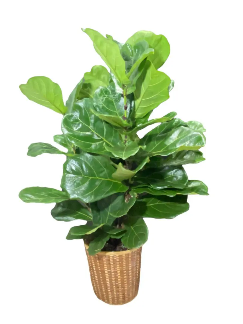 Picture Of Fiddle Leaf Fig Plant Basket