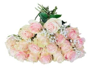 12 pink mondial roses bouquet on a white background