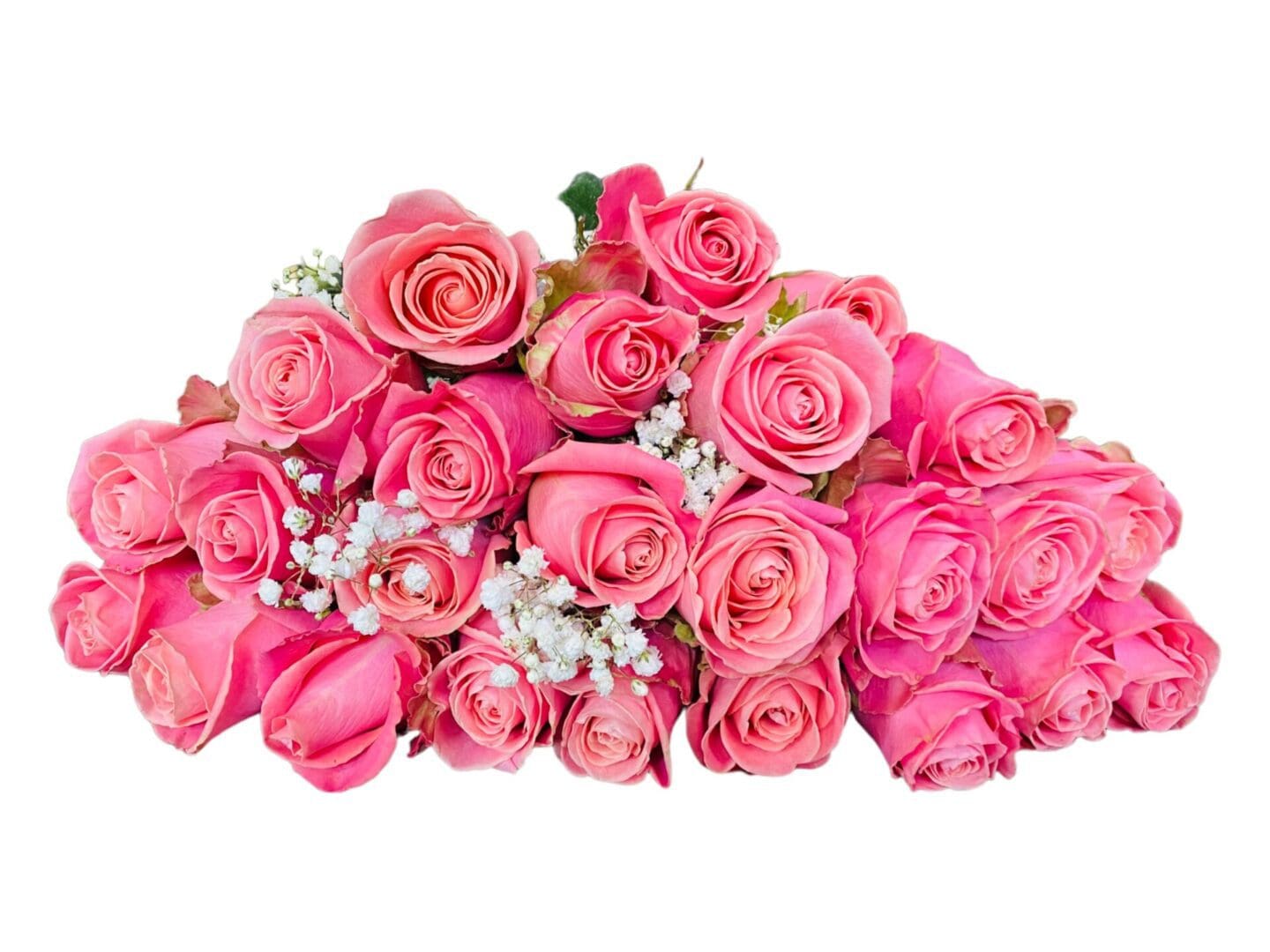 12 pink Hermosa roses bouquet on a white background