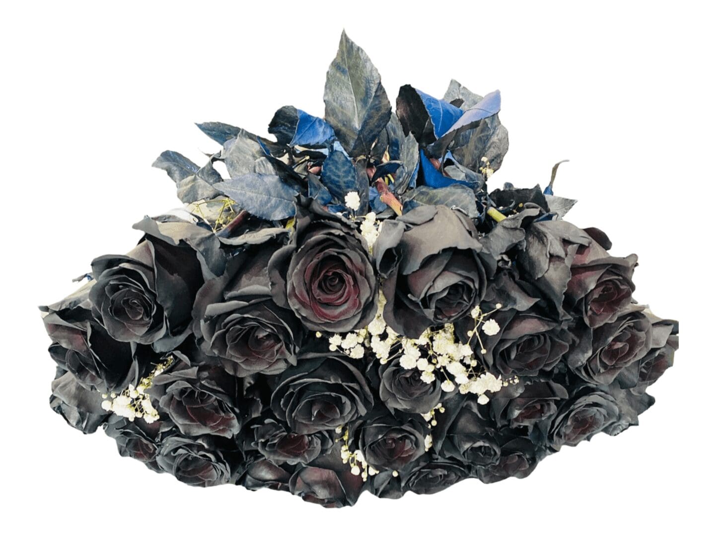 24 black roses bouquet on a white background