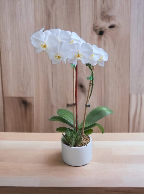 White Orchid Plant In Square Glass Vase