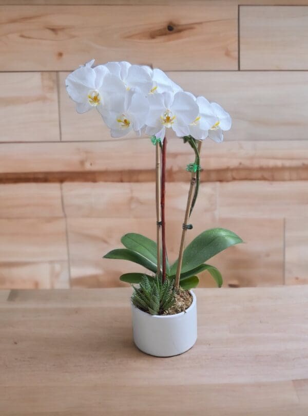 White Orchid Plant In Square Glass Vase - Image 2