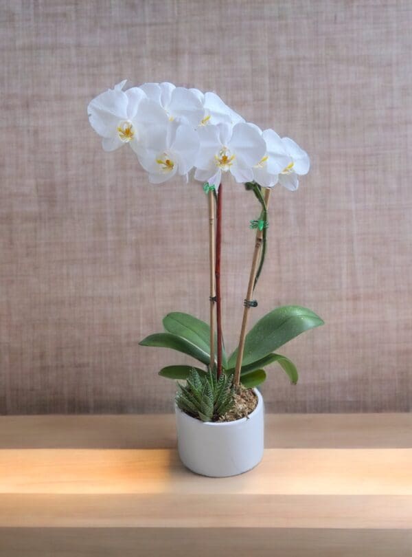 White Orchid Plant In Square Glass Vase - Image 3