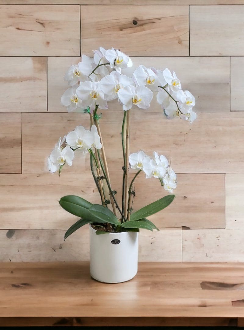 White orchid in a white pot against a wooden background.