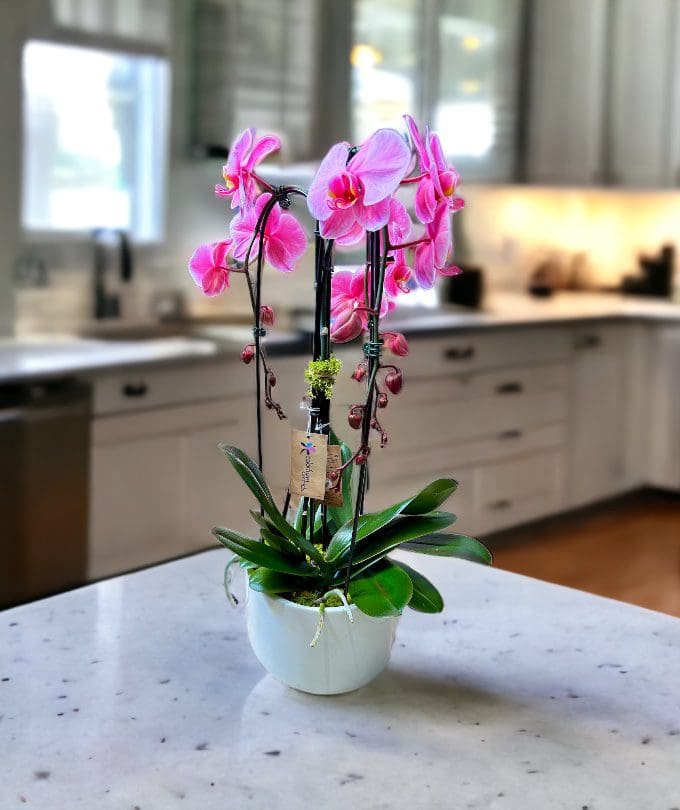 A potted pink phalaenopsis orchid on a kitchen island with a blurred background of a kitchen interior.