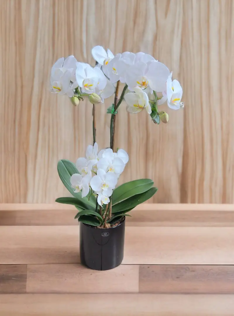 Potted artificial white orchid on a wooden surface.