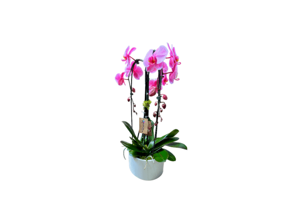 Pink orchid in a white pot against a white background.