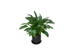 Peace Lily Plant Black Ceramic isolated on a white background.