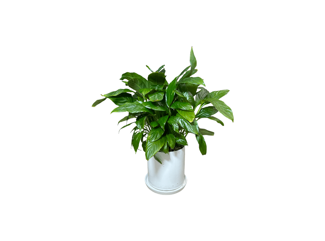 A Peace Lily Plant Black Ceramic on a white background.