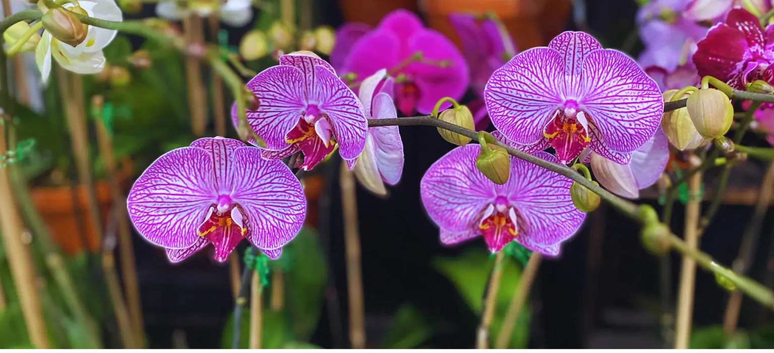 Pink and white orchids in bloom.